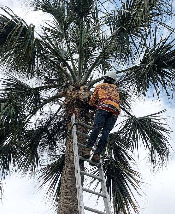 Professional Tree Services Boca Raton - RCH Landscaping