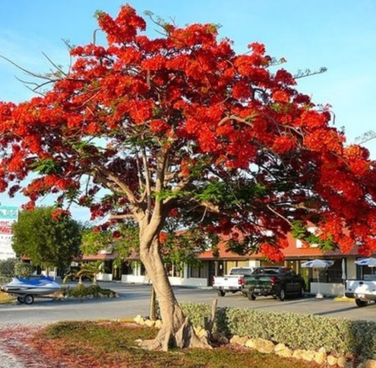 The Best Shade Trees For South Florida Yards Rch Landscaping