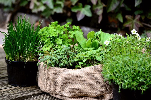 How To Grow Herbs In Florida RCH Landscaping